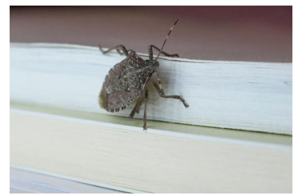 STAVITE OVO KOD VRATA I SVIH PROZORA: Smrdibube se neće približiti vašem domu!