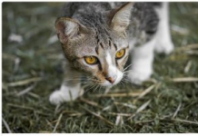 Zašto vam mačka donosi plijen pred vrata :Često ga baci vlasniku pred noge,a to ima samo tri značenja!