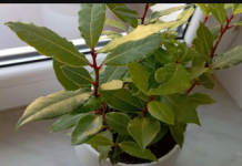 Više ne kupujem lovorov list, imam ga u saksiji kod kuće: DIVNO RASTE, jer na jedno obraćam pažnju!