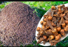 Mravi se već GODINAMA ne vraćaju u moju baštu: Učinite OVO i riješit ćete ih se jako dugo!