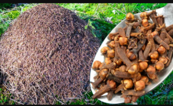 Mravi se već GODINAMA ne vraćaju u moju baštu: Učinite OVO i riješit ćete ih se jako dugo!