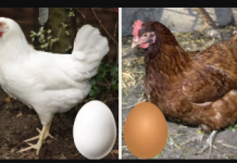 Znate li razliku između smeđih i bijelih jaja? KO bi ovo rekao!
