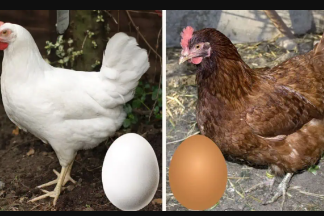 Znate li razliku između smeđih i bijelih jaja? KO bi ovo rekao!