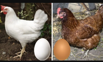 Znate li razliku između smeđih i bijelih jaja? KO bi ovo rekao!