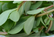 SVUDA RASTE, SVI JE ČUPAMO I BACAMO: Ova biljka nije korov, može da vas izliječi od glave do pete!