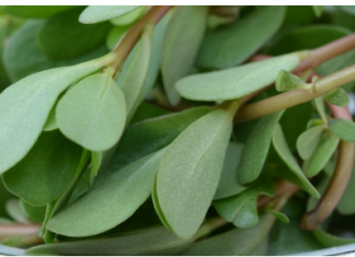 SVUDA RASTE, SVI JE ČUPAMO I BACAMO: Ova biljka nije korov, može da vas izliječi od glave do pete!