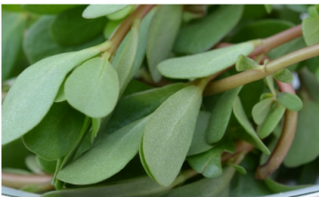 SVUDA RASTE, SVI JE ČUPAMO I BACAMO: Ova biljka nije korov, može da vas izliječi od glave do pete!