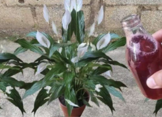 Samo ga sipajte u saksiju i cvijet cvjeta skoro NON-STOP: Nema bolesti, imamo 5 puta više lijepih listova i cvjetova!