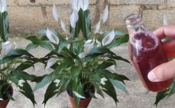 Samo ga sipajte u saksiju i cvijet cvjeta skoro NON-STOP: Nema bolesti, imamo 5 puta više lijepih listova i cvjetova!