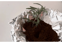 JEDNOSTAVNO zabodite ruzmarin u kafu! EFEKAT je zapanjujuć!