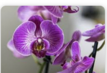 Orhideje će cvjetati cijele godine ako ih zalijete ovim ČUDOM prirode: CVAT ĆE NEPRESTANO!