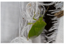 SMRDIBUBE SE UŽASNO PLAŠE JEDNE STVARI: Samo stavite ovo i BJEŽAT ĆE OD VAŠE KUĆE