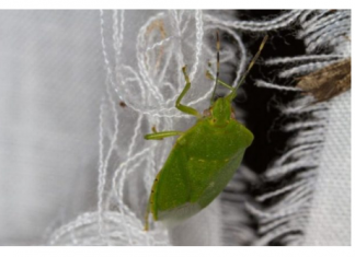 SMRDIBUBE SE UŽASNO PLAŠE JEDNE STVARI: Samo stavite ovo i BJEŽAT ĆE OD VAŠE KUĆE