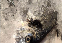 Evo koju ribu Srbi najviše kupuju za SLAVE I POST, nisu som i šaran, a evo kako da znate da je riba SVEŽA