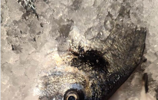 Evo koju ribu Srbi najviše kupuju za SLAVE I POST, nisu som i šaran, a evo kako da znate da je riba SVEŽA