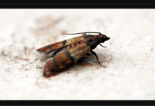 Raširite ga po kuhinji: Najveća štetočina hrane će za TRAJNO napustiti vašu kuću!