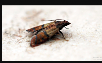 Raširite ga po kuhinji: Najveća štetočina hrane će za TRAJNO napustiti vašu kuću!