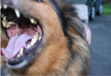 EVO ZAŠTO PSI LAJU NA SAMO ODREĐENE LJUDE: Konačno otkriven razlog, VIDE NEŠTO ŠTO LJUDI NE MOGU