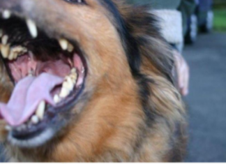 EVO ZAŠTO PSI LAJU NA SAMO ODREĐENE LJUDE: Konačno otkriven razlog, VIDE NEŠTO ŠTO LJUDI NE MOGU