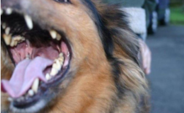 EVO ZAŠTO PSI LAJU NA SAMO ODREĐENE LJUDE: Konačno otkriven razlog, VIDE NEŠTO ŠTO LJUDI NE MOGU