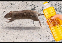 Nekoliko kapi ovog proizvoda će vam pomoći da TRAJNO otjerate miševe iz kuće: Slijedite OVU proceduru!