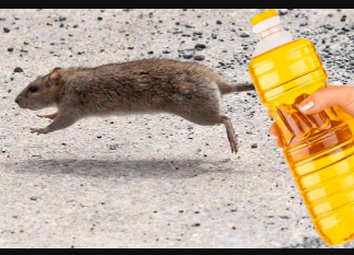 Nekoliko kapi ovog proizvoda će vam pomoći da TRAJNO otjerate miševe iz kuće: Slijedite OVU proceduru!