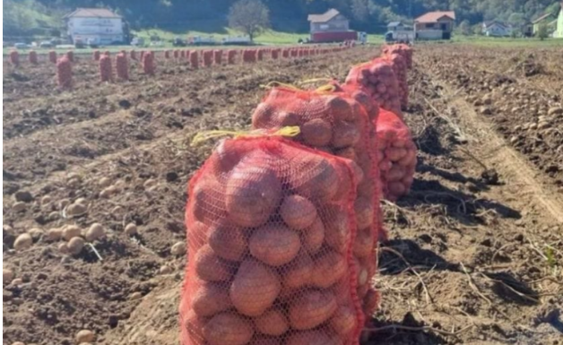 NI SLUČAJNO GA NE JEDITE: Evo kako izgleda krompir pun toksina