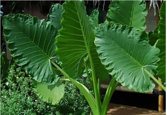 U svakom domu raste Adam: brzorastuća biljka koja “plače” kada se dogodi u kući!