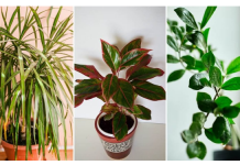 Dodajte malu količinu ovog sastojka u posudu i vaše će sobne biljke napredovati kao nikada prije: RAST ĆE KAO LUDE!