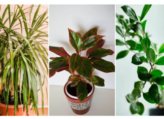 Dodajte malu količinu ovog sastojka u posudu i vaše će sobne biljke napredovati kao nikada prije: RAST ĆE KAO LUDE!