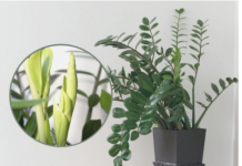 Samo 3 supene kašike i zamiokulkas će dati PUNO novih listova!