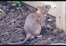 Pacovi i miševi se neće približiti vašem imanju: SAMO sameljite ove jeftine žitarice i posipajte ih na strateškim mjestima!