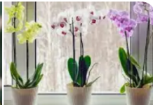 Stavite u čašu, napunite vodom i radujte se cvetanju: Svakoj ORHIDEJI je potreban ovaj domaći ELIKSIR!