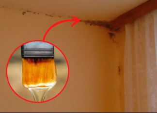 Možete ga kupiti u prodavnici za 2 EUR: Samo ga protrljajte i BUĐ će trajno nestati sa zidova!