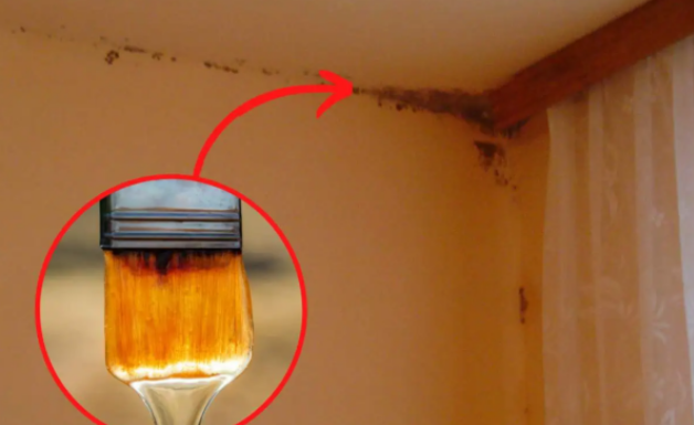 Možete ga kupiti u prodavnici za 2 EUR: Samo ga protrljajte i BUĐ će trajno nestati sa zidova!