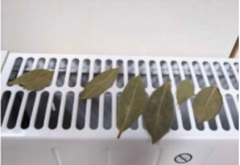 Moja baka stavlja lovorov list na radijator u spavaćoj sobi: Otkloniće ovaj PROBLEM u vašem domu