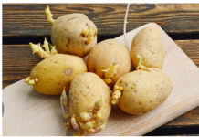 Deda je to uvijek bacao u kesu sa krompirom i izdržali su do sljedeće berbe: Ni jedan nije proklijao! (Foto)