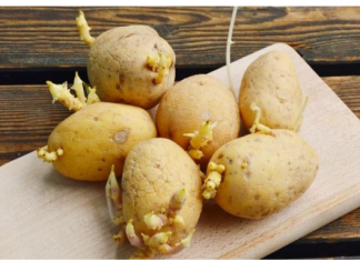 Deda je to uvijek bacao u kesu sa krompirom i izdržali su do sljedeće berbe: Ni jedan nije proklijao! (Foto)