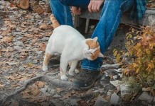 TRLJA LI SE MAČKA UZ VAŠE NOGE: Evo šta vam pokušava reći