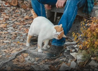 TRLJA LI SE MAČKA UZ VAŠE NOGE: Evo šta vam pokušava reći
