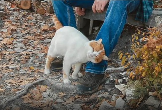TRLJA LI SE MAČKA UZ VAŠE NOGE: Evo šta vam pokušava reći