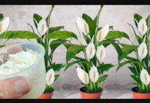 Sve što vam treba je 100g pirinča i spatifilum cvjeta gotovo NON-STOP: Nema bolesti, imamo 5 puta više lijepih listova i cvijeća!