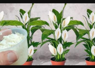 Sve što vam treba je 100g pirinča i spatifilum cvjeta gotovo NON-STOP: Nema bolesti, imamo 5 puta više lijepih listova i cvijeća!