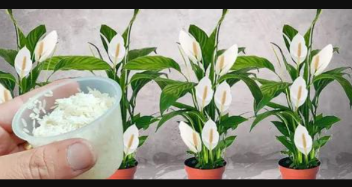 Sve što vam treba je 100g pirinča i spatifilum cvjeta gotovo NON-STOP: Nema bolesti, imamo 5 puta više lijepih listova i cvijeća!