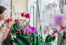 Utrljajte ga na listove i orhideja će dati PUNO novih izdanaka!