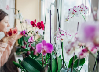 Utrljajte ga na listove i orhideja će dati PUNO novih izdanaka!