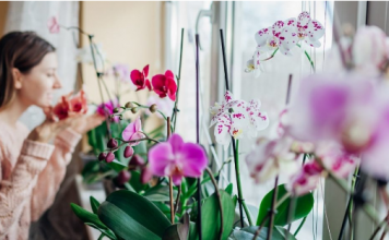 Utrljajte ga na listove i orhideja će dati PUNO novih izdanaka!