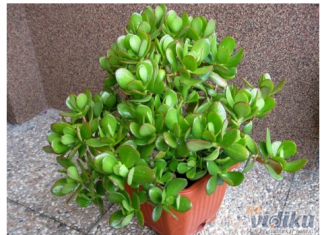 Ako želite da maksimalno iskoristite krasulu za ispunjenje želja, stavite je na 0vo mjesto u kući