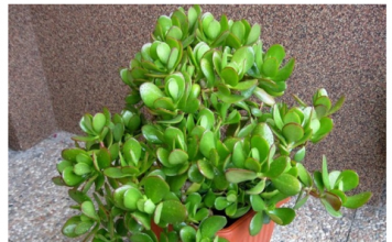 Ako želite da maksimalno iskoristite krasulu za ispunjenje želja, stavite je na 0vo mjesto u kući