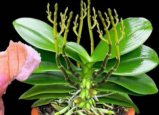 Stavite 1 komad ispod orhideje! Odjednom izraste 100 grana i cvjeta cijele godine